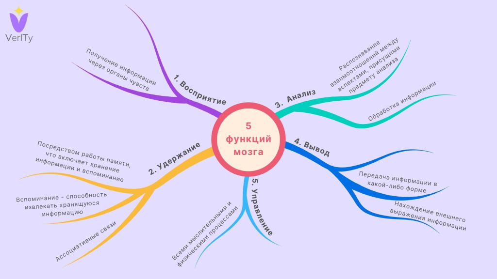 Функции мозга Функции-мозга